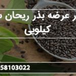بازار عرضه بذر ریحان سبز کیلویی