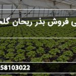 بازرگانی فروش بذر ریحان گلخانه ای