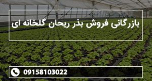 بازرگانی فروش بذر ریحان گلخانه ای