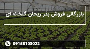 بازرگانی فروش بذر ریحان گلخانه ای