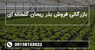 بازرگانی فروش بذر ریحان گلخانه ای