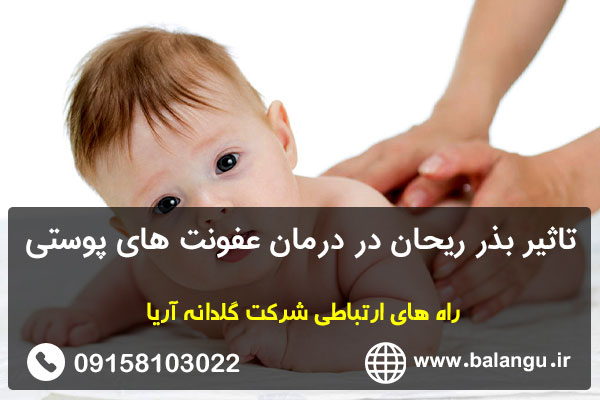 تاثیر بذر ریحان در درمان عفونت های پوستی
