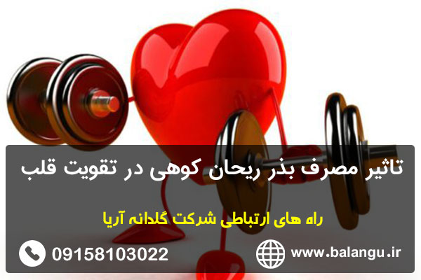 تاثیر مصرف بذر ریحان کوهی در تقویت قلب