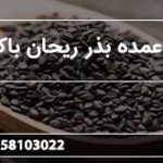 تولید عمده بذر ریحان باکیفیت