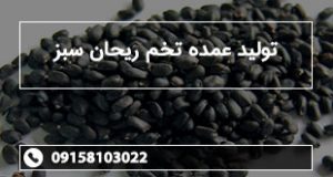 تولید عمده تخم ریحان سبز