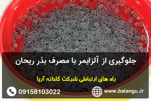 جلوگیری از آلزایمر با مصرف بذر ریحان