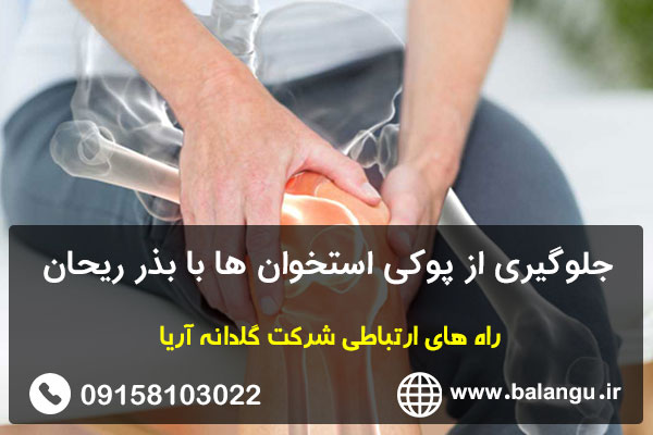 جلوگیری از پوکی استخوان ها با بذر ریحان