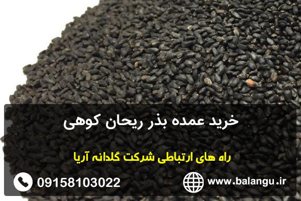 خرید عمده بذر ریحان کوهی