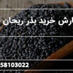 سفارش خرید بذر ریحان سبز