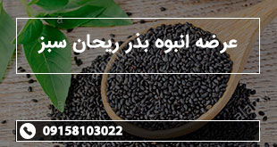 عرضه انبوه بذر ریحان سبز