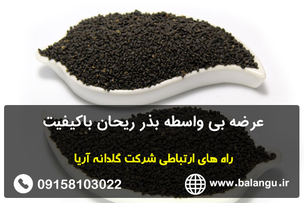 عرضه بی واسطه بذر ریحان باکیفیت