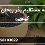عرضه مستقیم بذر ریحان سبز کیلویی