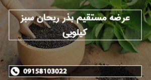 عرضه مستقیم بذر ریحان سبز کیلویی