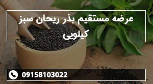 عرضه مستقیم بذر ریحان سبز کیلویی