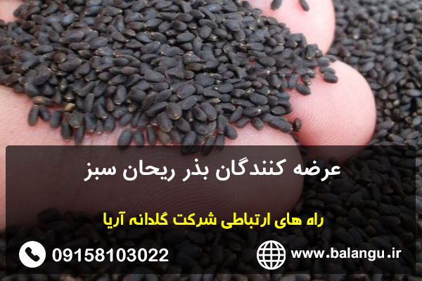 عرضه کنندگان بذر ریحان سبز