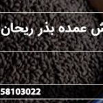 فروش عمده بذر ریحان سبز