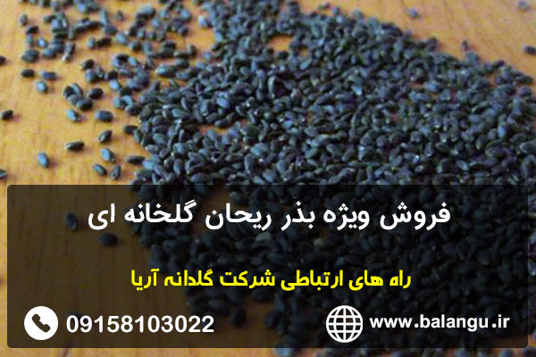 فروش ویژه بذر ریحان گلخانه ای