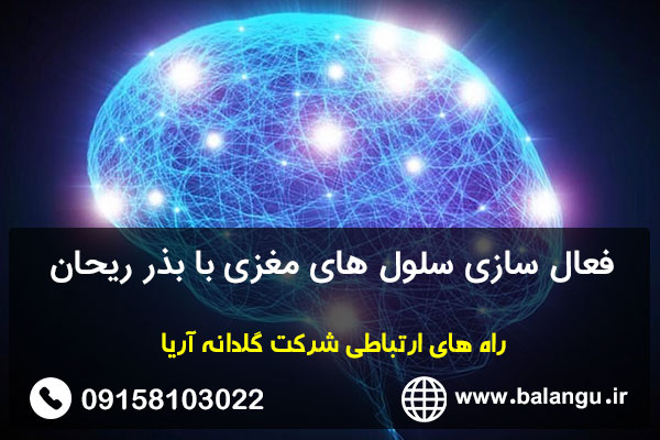 فعال سازی سلول های مغزی با بذر ریحان