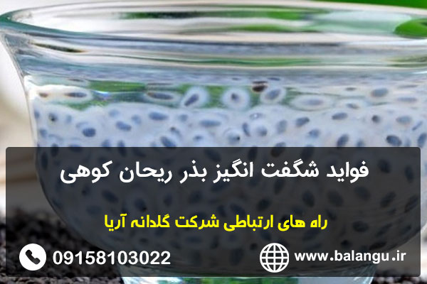 فواید شگفت انگیز بذر ریحان کوهی