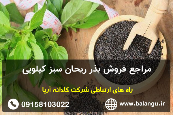 مراجع فروش بذر ریحان سبز کیلویی