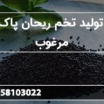 مرکز تولید تخم ریحان پاک شده مرغوب