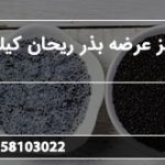 مرکز عرضه بذر ریحان کیلویی