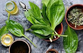 قیمت فروش بارهنگ