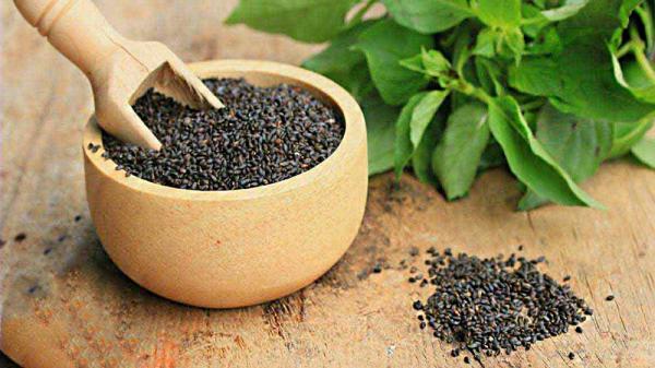 خرید تخم شربتی درشت ریحان زیر قیمت بازار