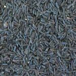 قیمت فروش عمده تخم بالنگو