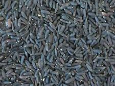 قیمت فروش عمده تخم بالنگو