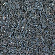 قیمت فروش عمده تخم بالنگو