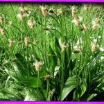 بارهنگ برگ نیزه ای