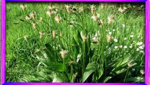 بارهنگ برگ نیزه ای