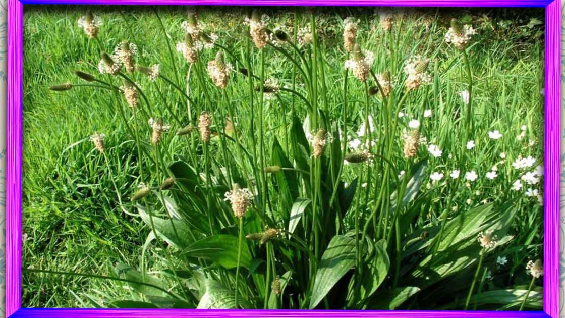 بارهنگ برگ نیزه ای