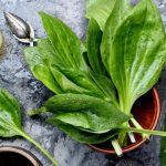 خرید عمده بارهنگ، فروش عمده بارهنگ