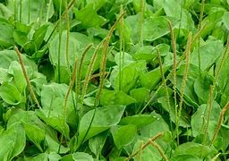 فروش عمده بارهنگ