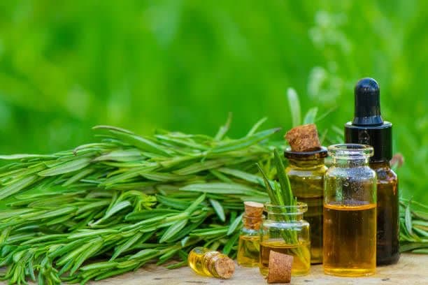 پخش عمده تخم بارهنگ