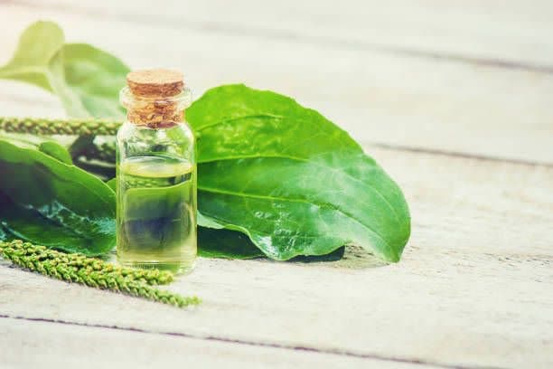 تخم بارهنگ با کیفیت تضمینی