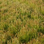 قیمت روز تخم بارهنگ