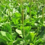 فروش عمده بارهنگ