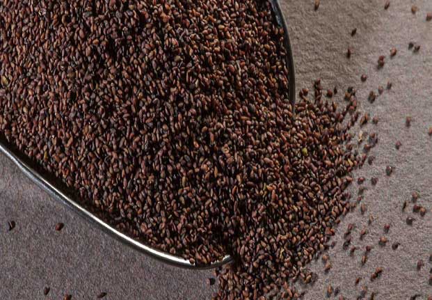 فروش تخم بارهنگ