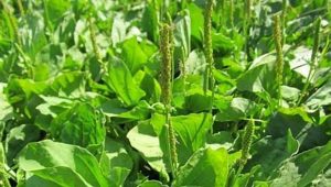 فروش عمده بارهنگ