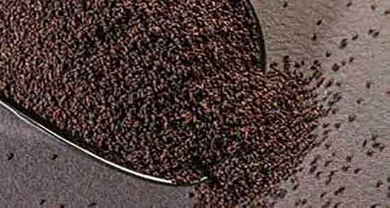 فروش تخم بارهنگ