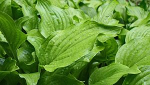 خرید تخم بارهنگ