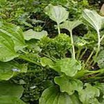 تأمین کننده عمده بارهنگ