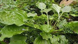 تأمین کننده عمده بارهنگ