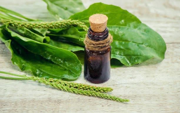 فروش عمده تخم بارهنگ با کیفیت تضمینی