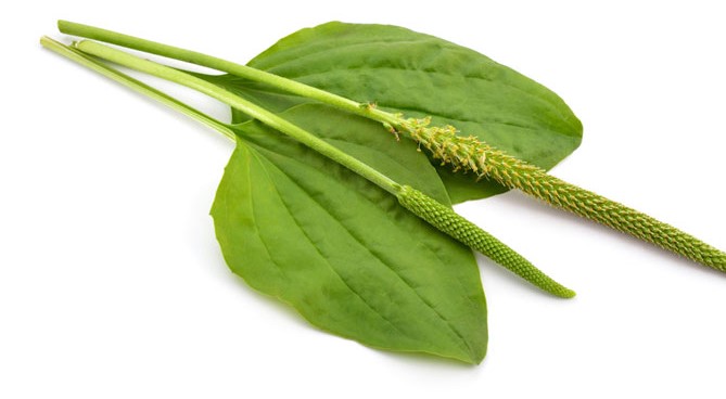 خرید عمده تخم بارهنگ