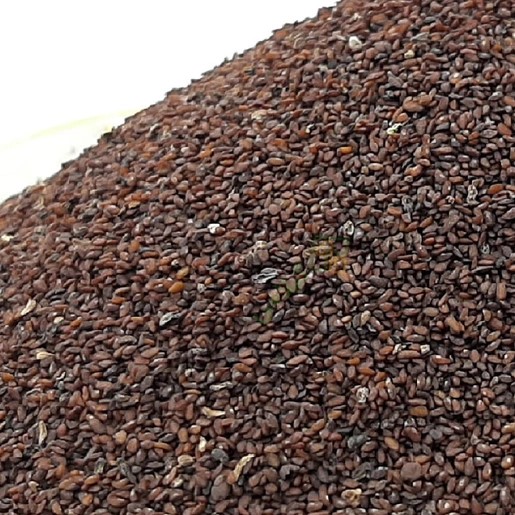 تخم بارهنگ عمده