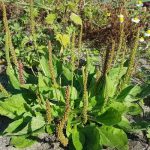 پخش عمده تخم بارهنگ